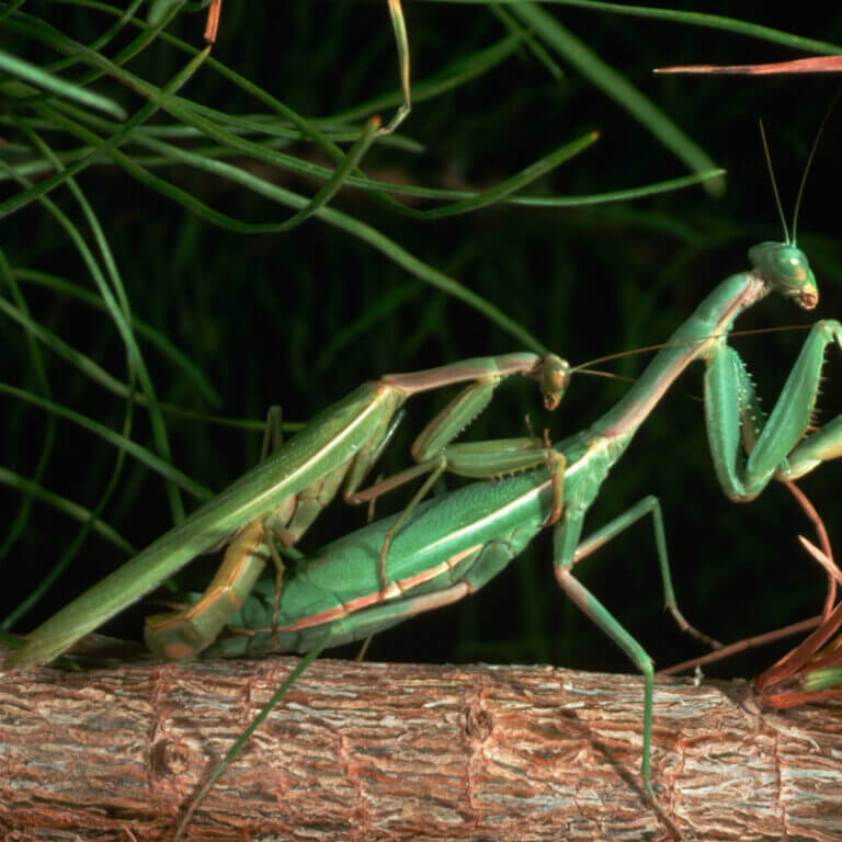 10 Neat Things About Praying Mantis - Canada's Local Gardener magazine
