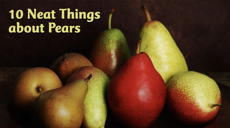 10 Neat Things about Pears