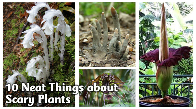 10 neat things about scary plants