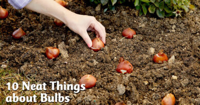 10 neat things about bulbs