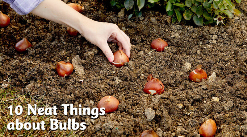 10 neat things about bulbs