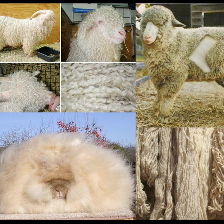 animal fibres