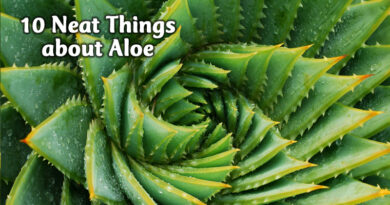 10 neat things about aloe