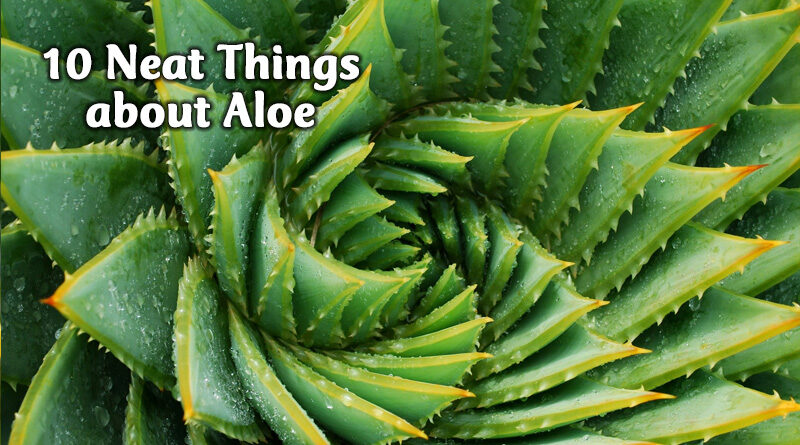 10 neat things about aloe