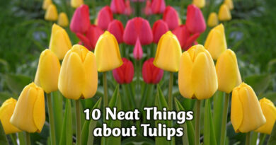 10 Neat things about tulips