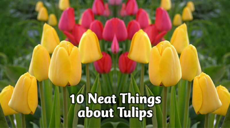 10 Neat things about tulips