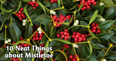 10 neat things about mistletoe