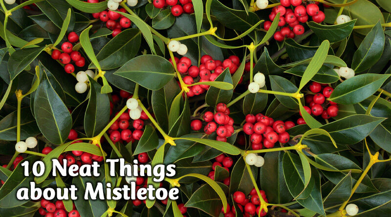 10 neat things about mistletoe