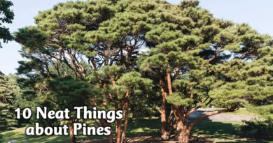 10 neat things about pines