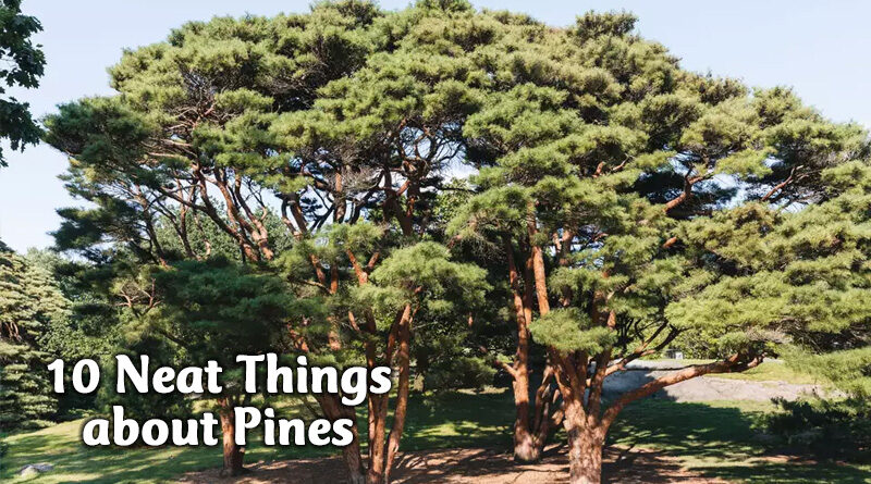 10 neat things about pines