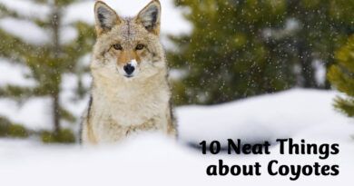 10 neat things about coyotes