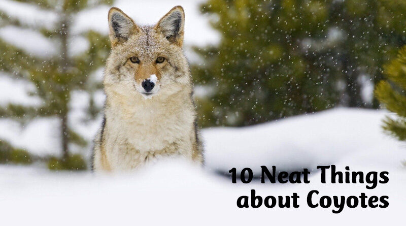 10 neat things about coyotes