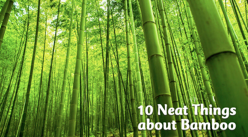 10 neat things about bamboo