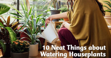 10 neat things about watering houseplants
