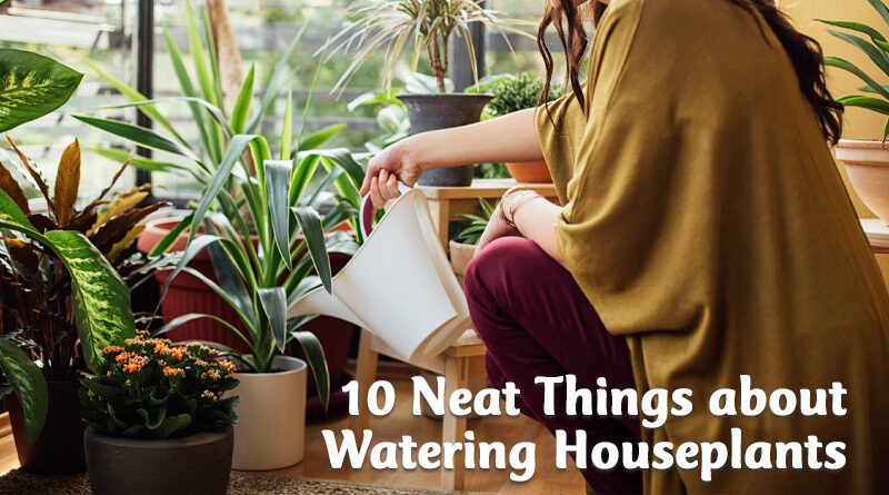 10 neat things about watering houseplants