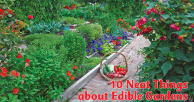 10 neat things about edible gardens