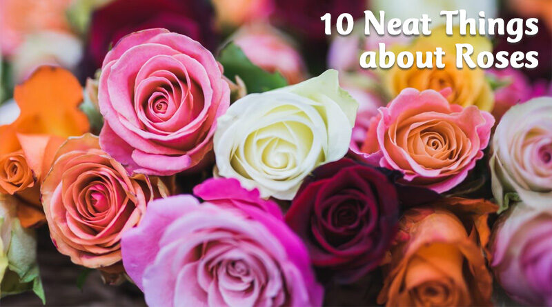 10 neat things about roses