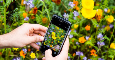 garden pictures