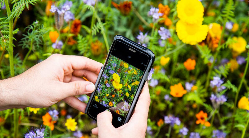 garden pictures