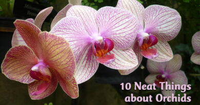 10 Neat Things about orchids