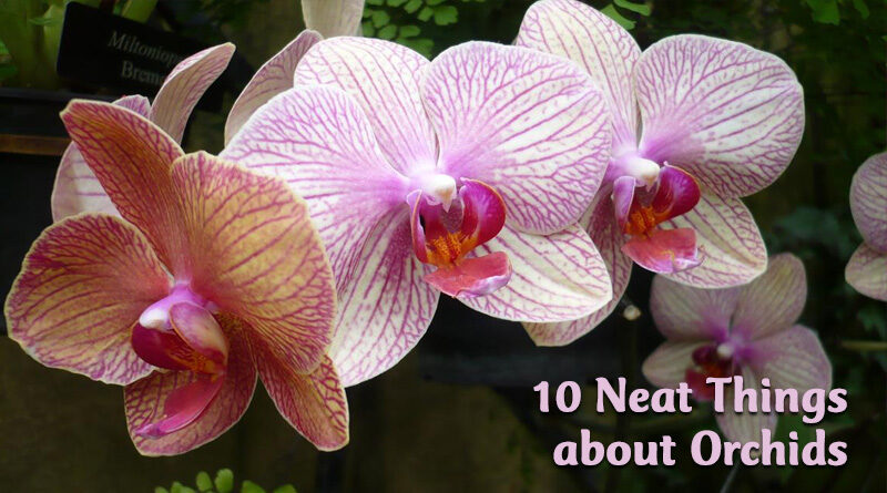 10 Neat Things about orchids