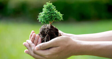 care for trees