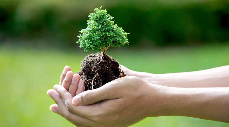 care for trees