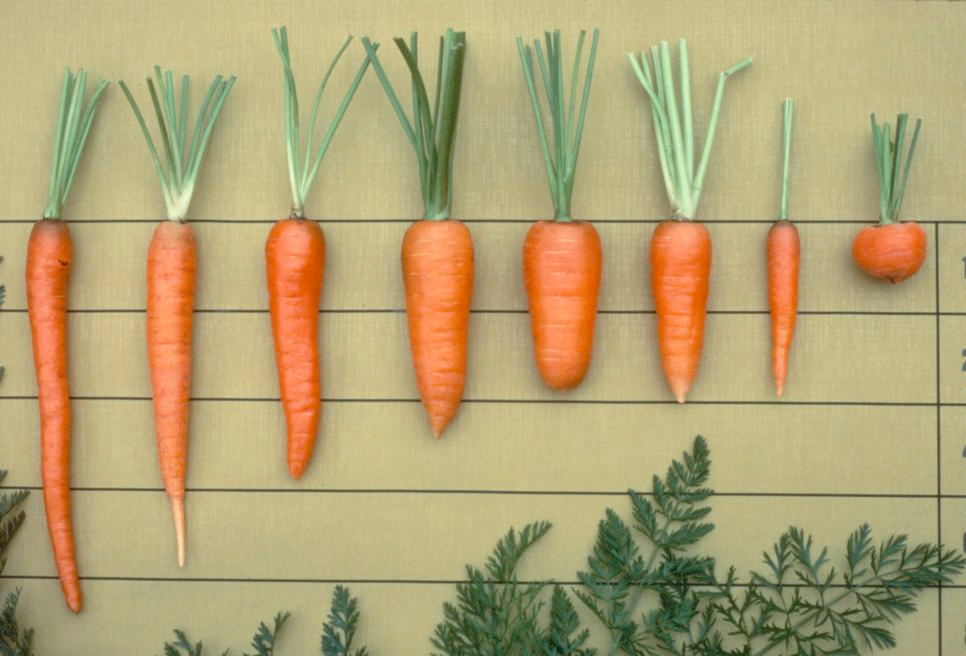 carrot types