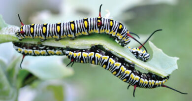 captivating caterpillar