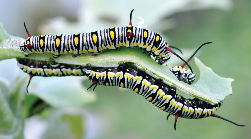 captivating caterpillar