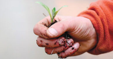 sowing seeds