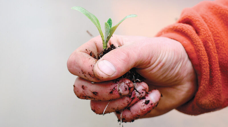 sowing seeds
