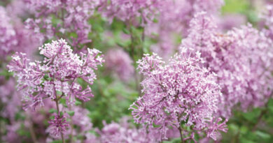 lilacs old is new again