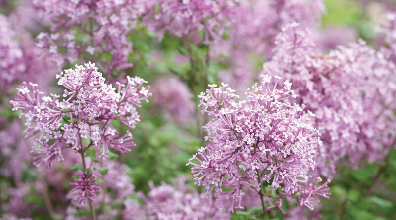 lilacs old is new again