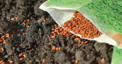 seed catalogues