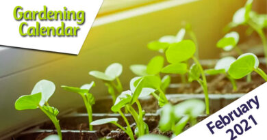 gardening calendar february 2021
