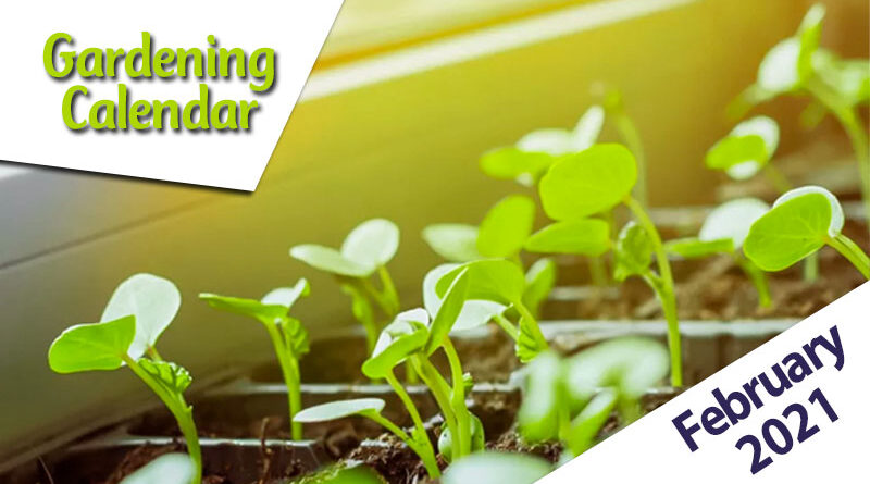 gardening calendar february 2021