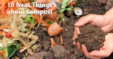 10 neat things about compost