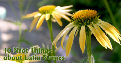 10 neat things about latin names