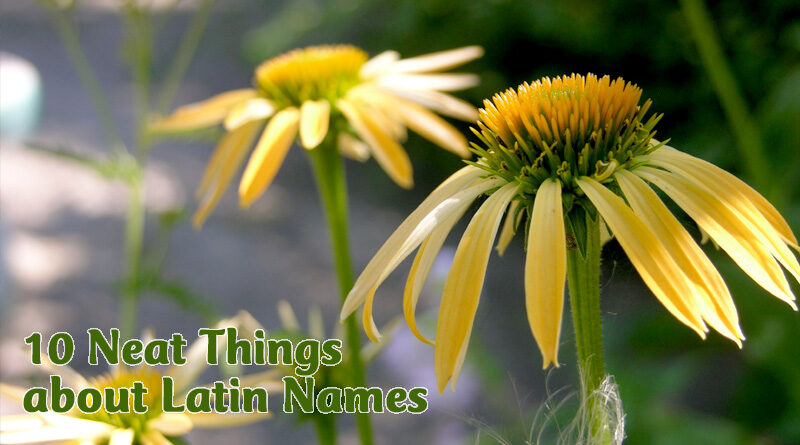 10 neat things about latin names