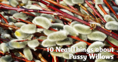 10 neat things about pussy willows