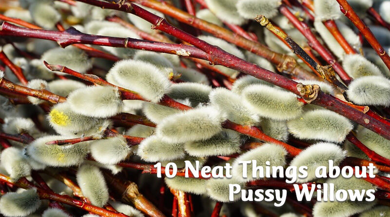 10 neat things about pussy willows