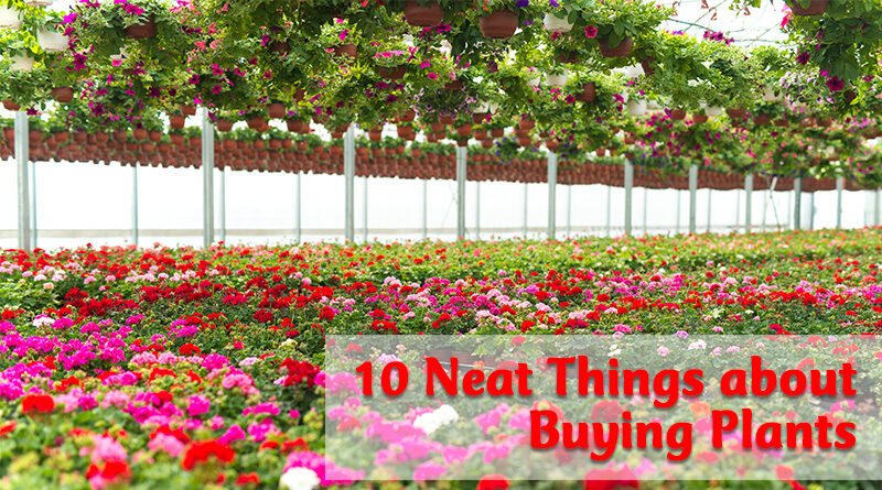 10 neat things about buying plants