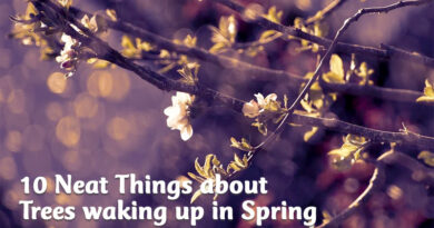 10 neat things about trees in spring