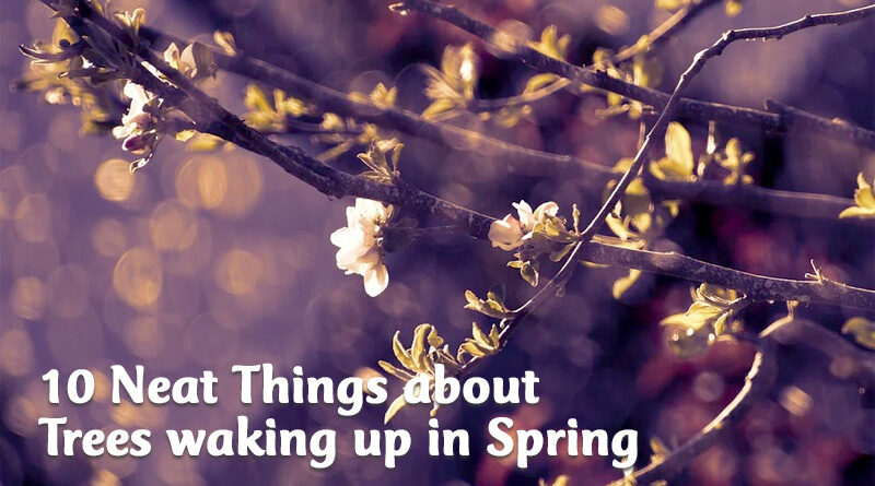 10 neat things about trees in spring