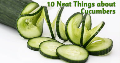 10 neat things about cucumbers