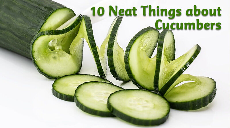 10 neat things about cucumbers