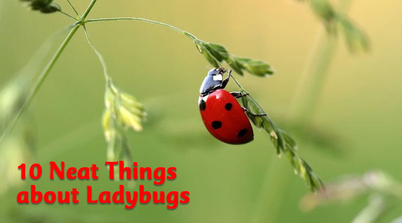 10 neat things about ladybugs
