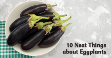 10 neat things about eggplants