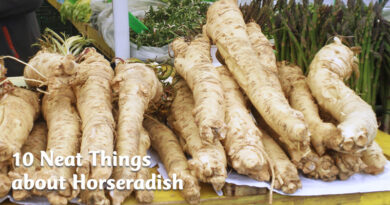 10 neat things about horseradish